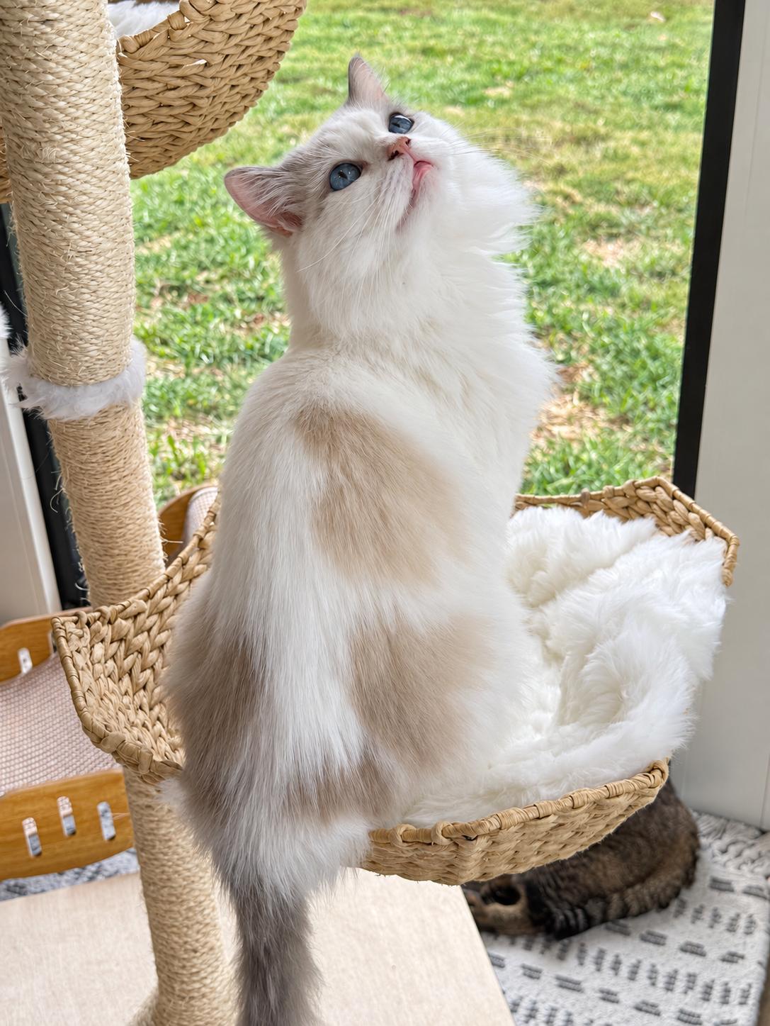 Enlarge Garmadon is well... epic - DECLAWED PUREBRED RAGDOLL - VIDEOS - therapy sweet, a Adoptable Ragdoll in Bedford Hills, NY image 6/6