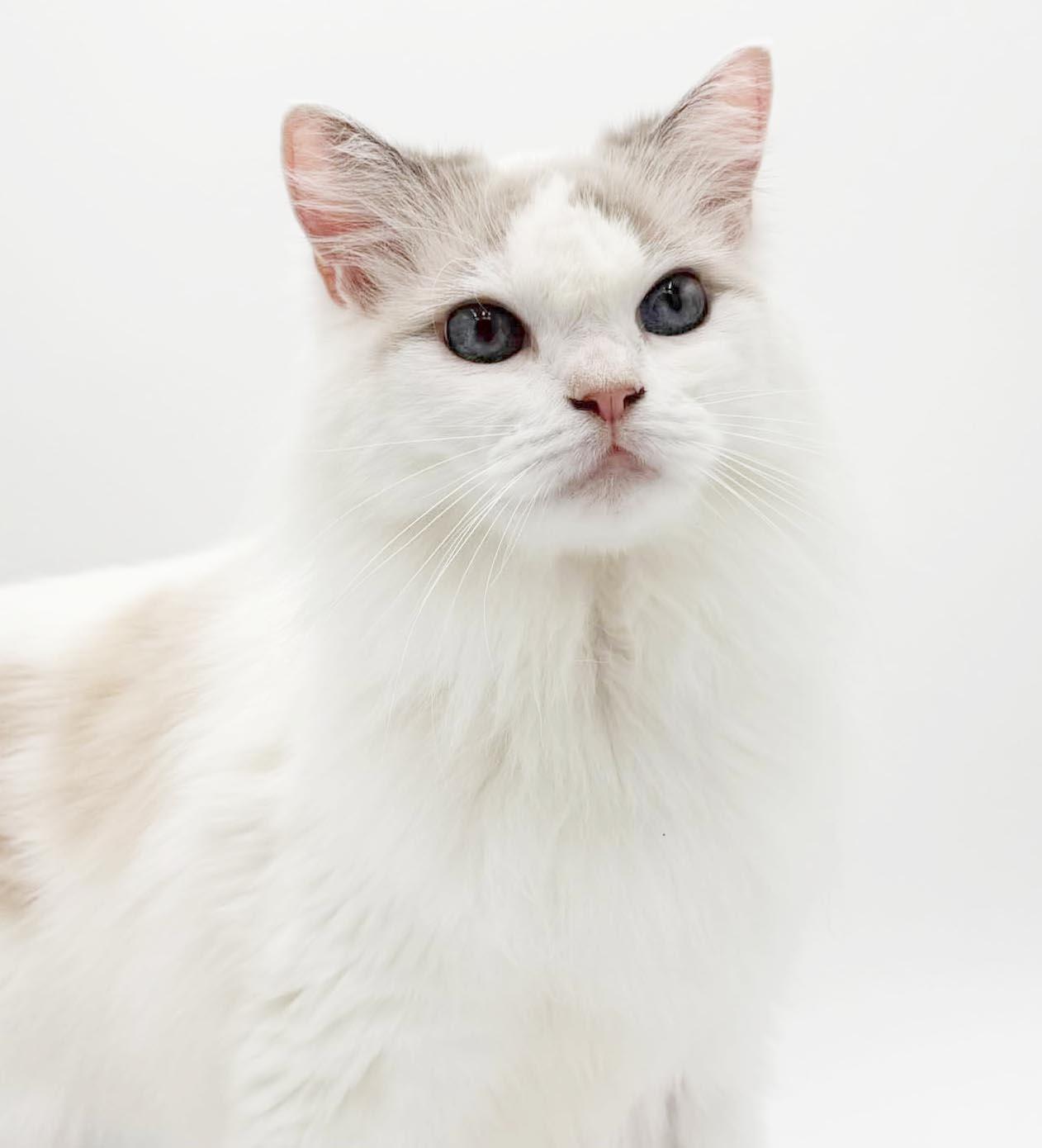 Garmadon is well... epic - DECLAWED PUREBRED RAGDOLL - VIDEOS - therapy sweet, Adoptable, Adult Male Ragdoll.