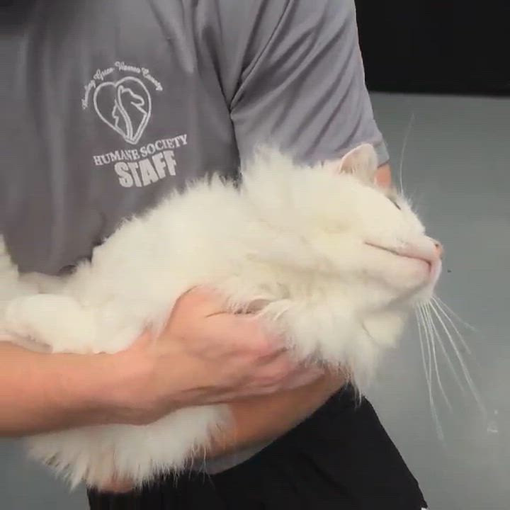 Enlarge Garmadon is well... epic - DECLAWED PUREBRED RAGDOLL - VIDEOS - therapy sweet, a Adoptable Ragdoll in Bedford Hills, NY video 4/6