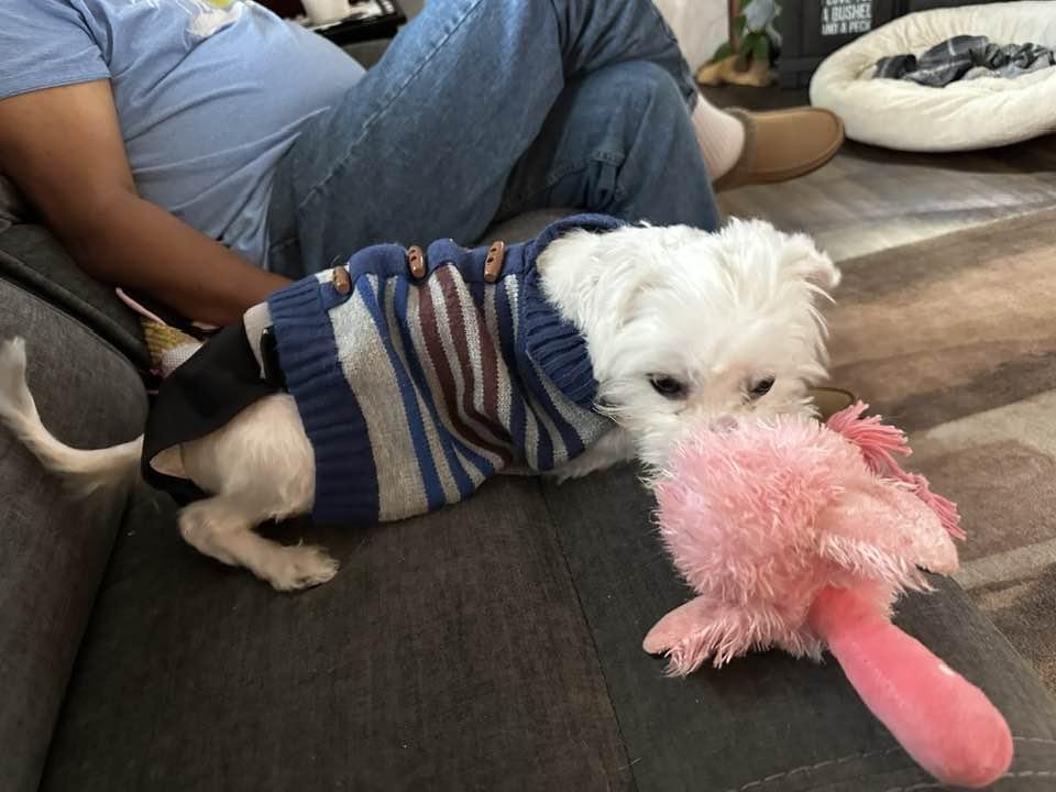 Buddy, Adopted, Adult Male Maltese.