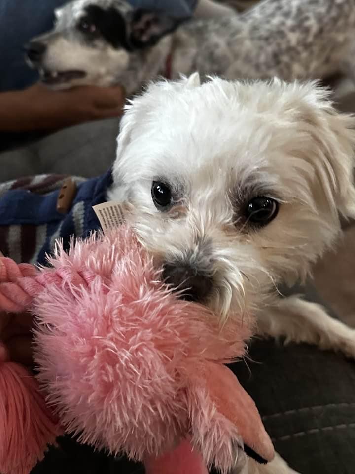 Enlarge Buddy, a Adopted mixed breed in North Olmsted, OH image 2/4