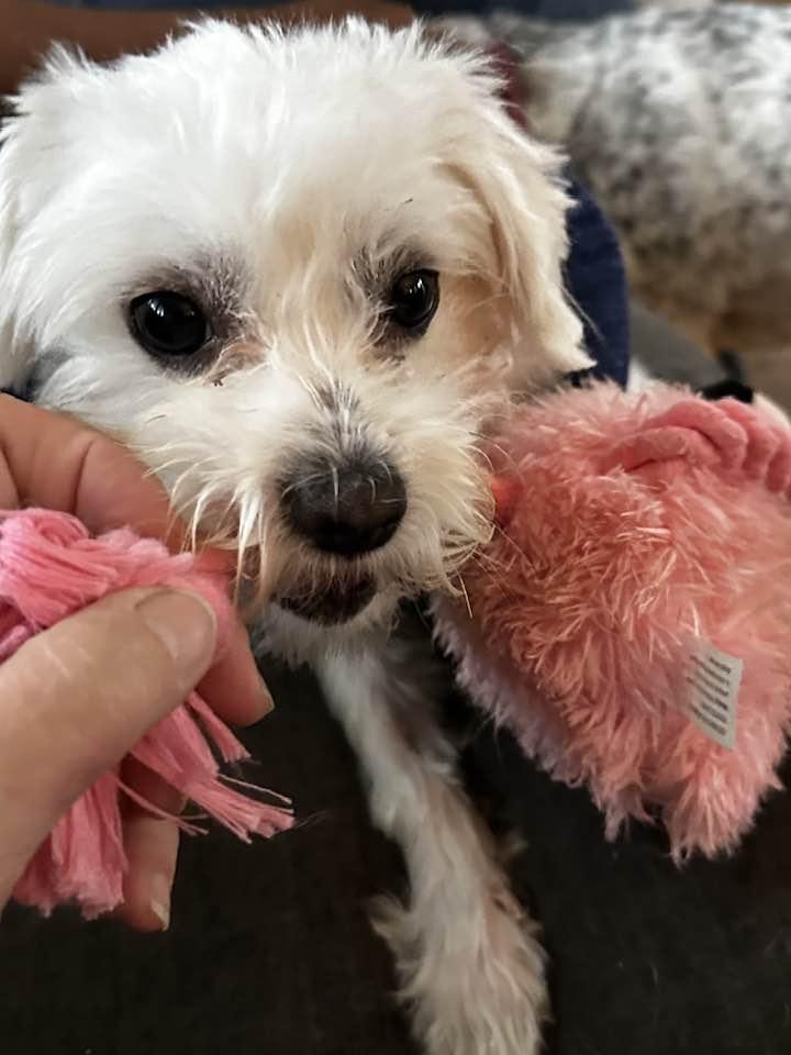 Enlarge Buddy, a Adopted mixed breed in North Olmsted, OH image 3/4