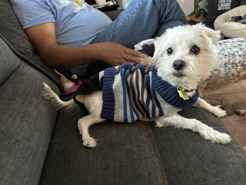 Buddy, Adopted, Adult Male Maltese.