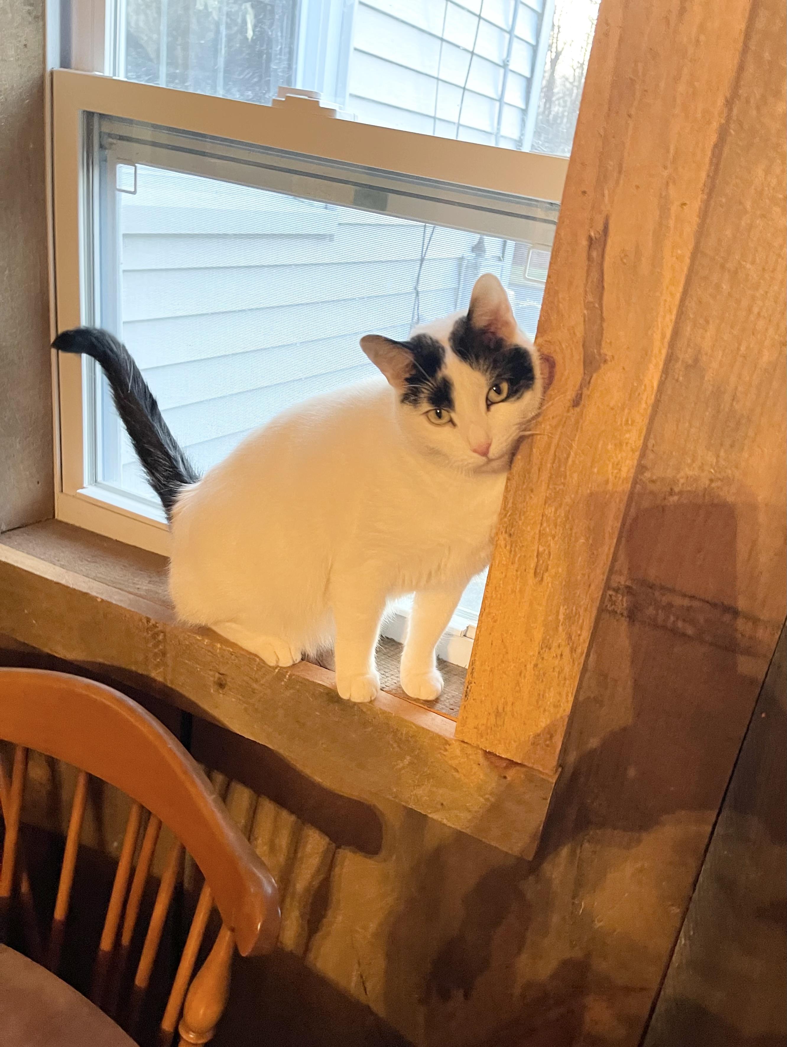 Enlarge Kitty Hawk, a Adoptable Domestic Short Hair in Hampden, MA image 2/5