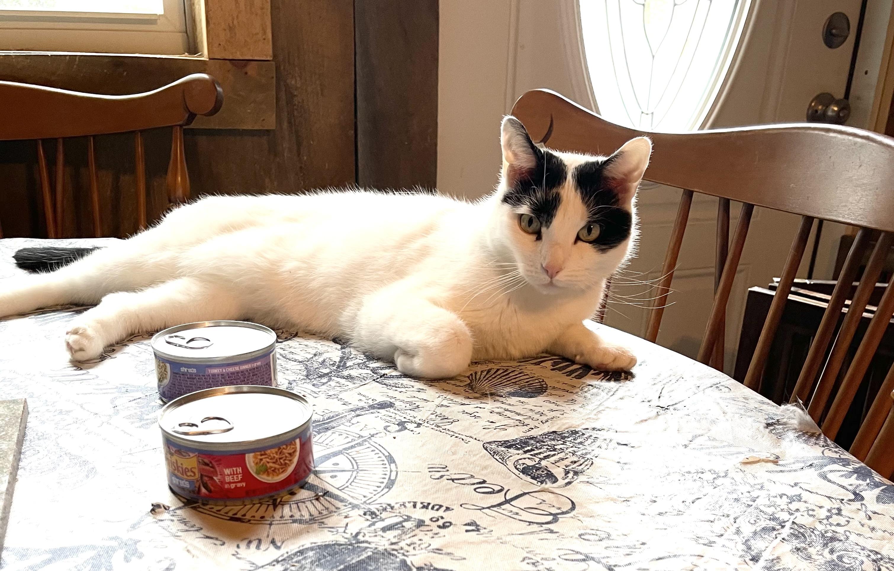 Enlarge Kitty Hawk, a Adoptable Domestic Short Hair in Hampden, MA image 4/5
