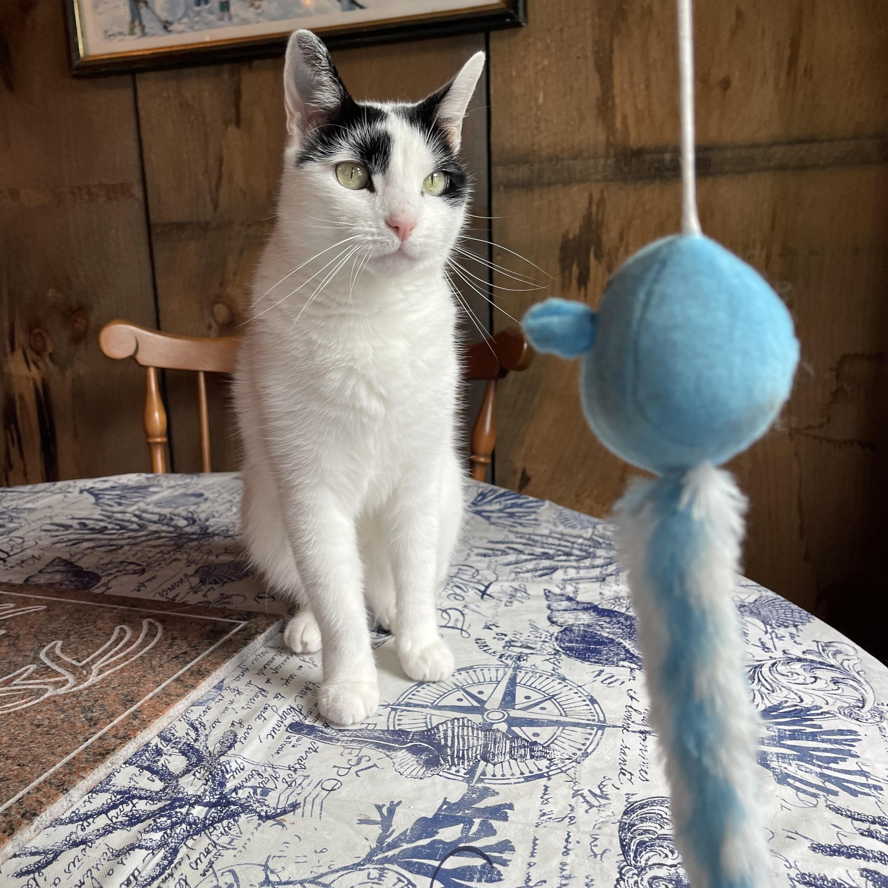 Enlarge Kitty Hawk, a Adoptable Domestic Short Hair in Hampden, MA image 5/5