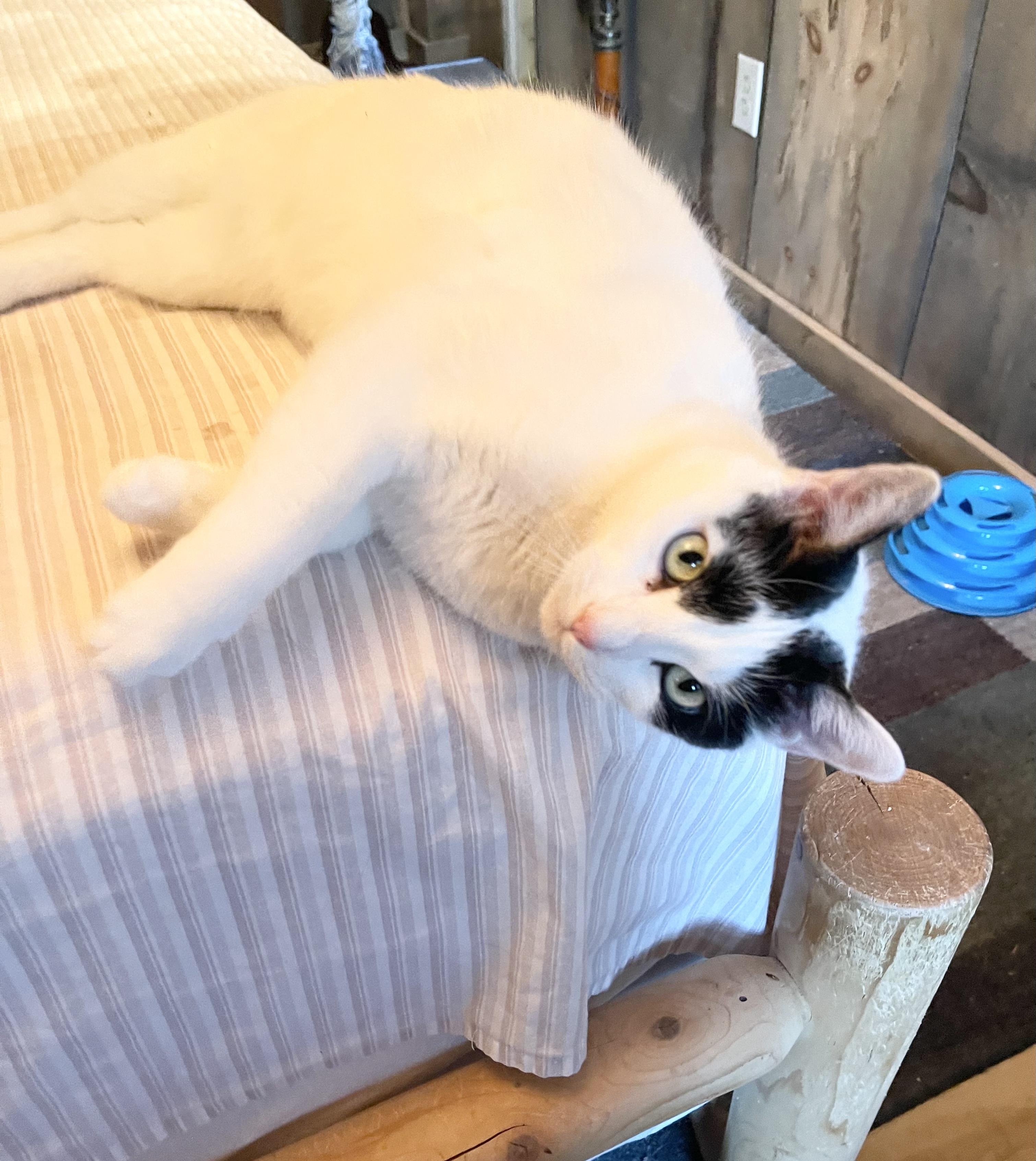 Enlarge Kitty Hawk, a Adoptable Domestic Short Hair in Hampden, MA image 3/5