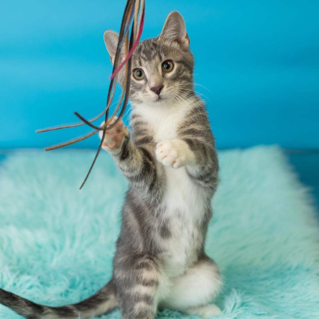 Pitt Boss, Adoptable, Kitten Male Domestic Short Hair.