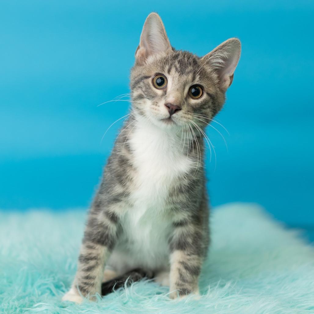 Enlarge Pitt Boss, a Adoptable Domestic Short Hair in St. Paul, MN image 2/5