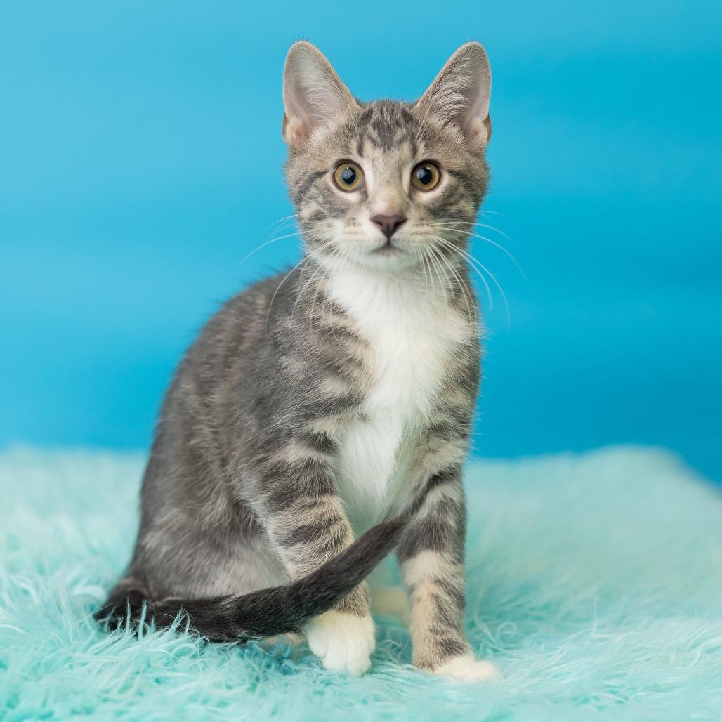 Enlarge Pitt Boss, a Adoptable Domestic Short Hair in St. Paul, MN image 3/5