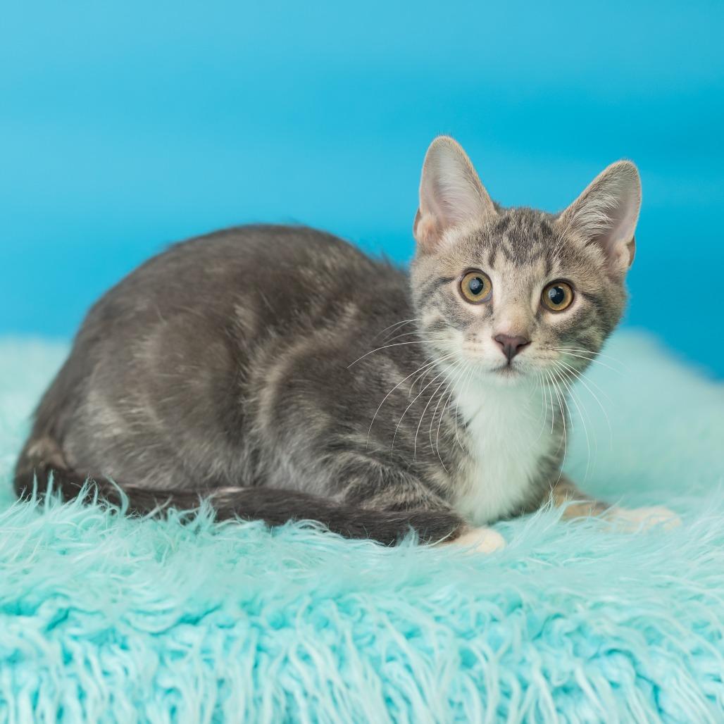 Enlarge Pitt Boss, a Adoptable Domestic Short Hair in St. Paul, MN image 4/5