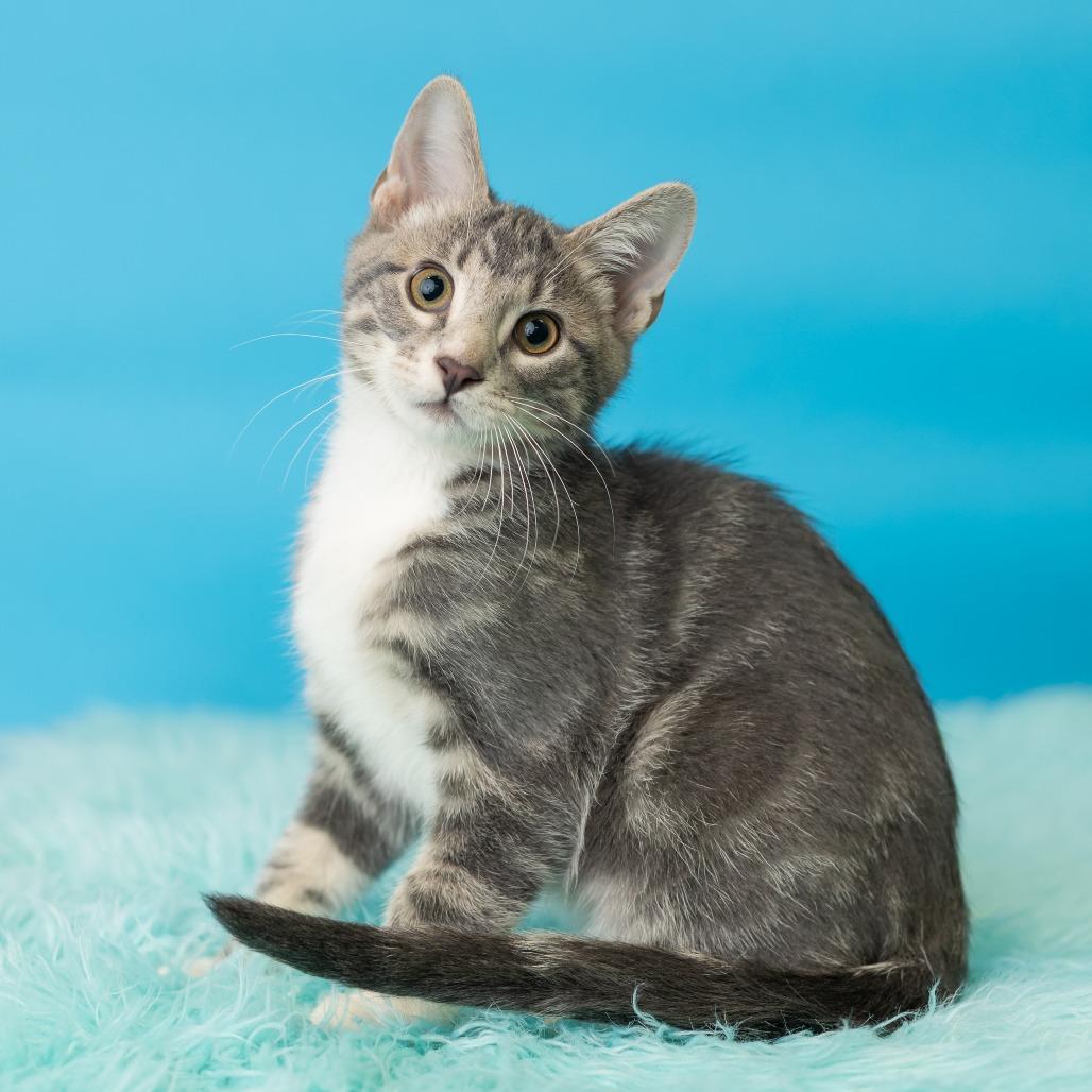 Enlarge Pitt Boss, a Adoptable Domestic Short Hair in St. Paul, MN image 5/5