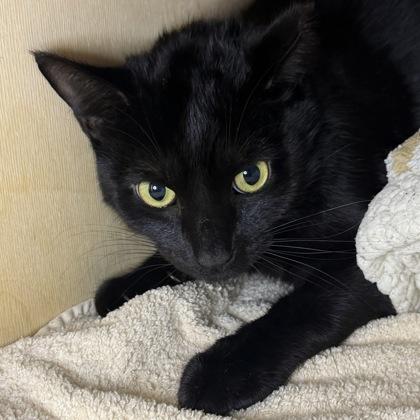 Enlarge Cullen, a Adoptable mixed breed in San Francisco, CA image 1/2