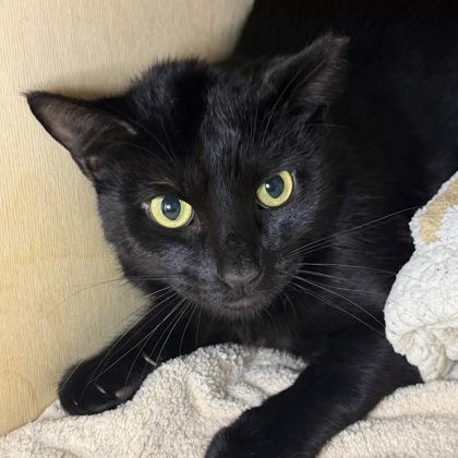 Enlarge Cullen, a Adoptable mixed breed in San Francisco, CA image 2/2