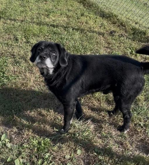 Diesel, Adoptable, Senior Male Black Labrador Retriever & Rottweiler.