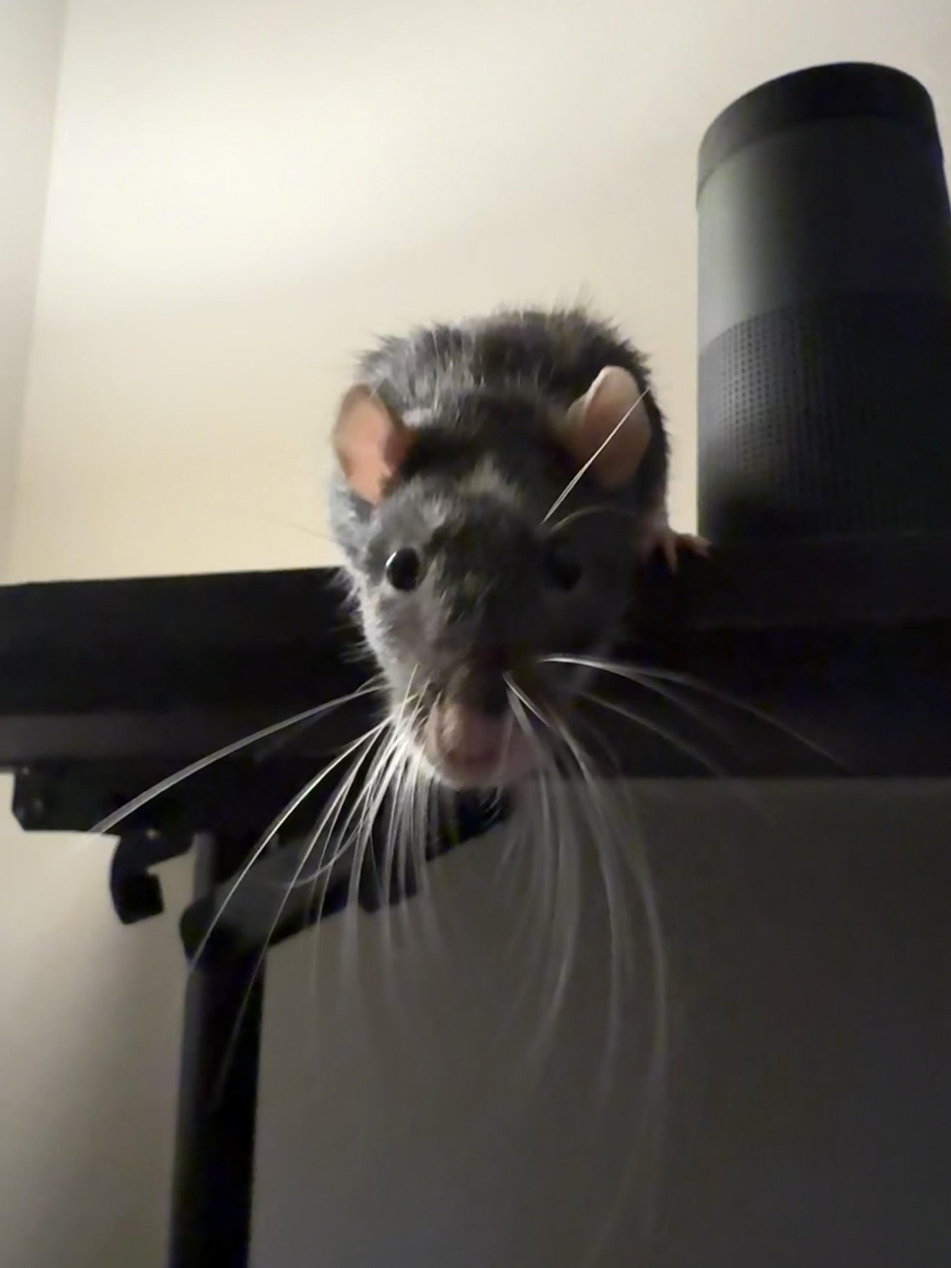 Barbossa and Sparrow, a ADOPTABLE Rat in Scottsdale, AZ image 4/4