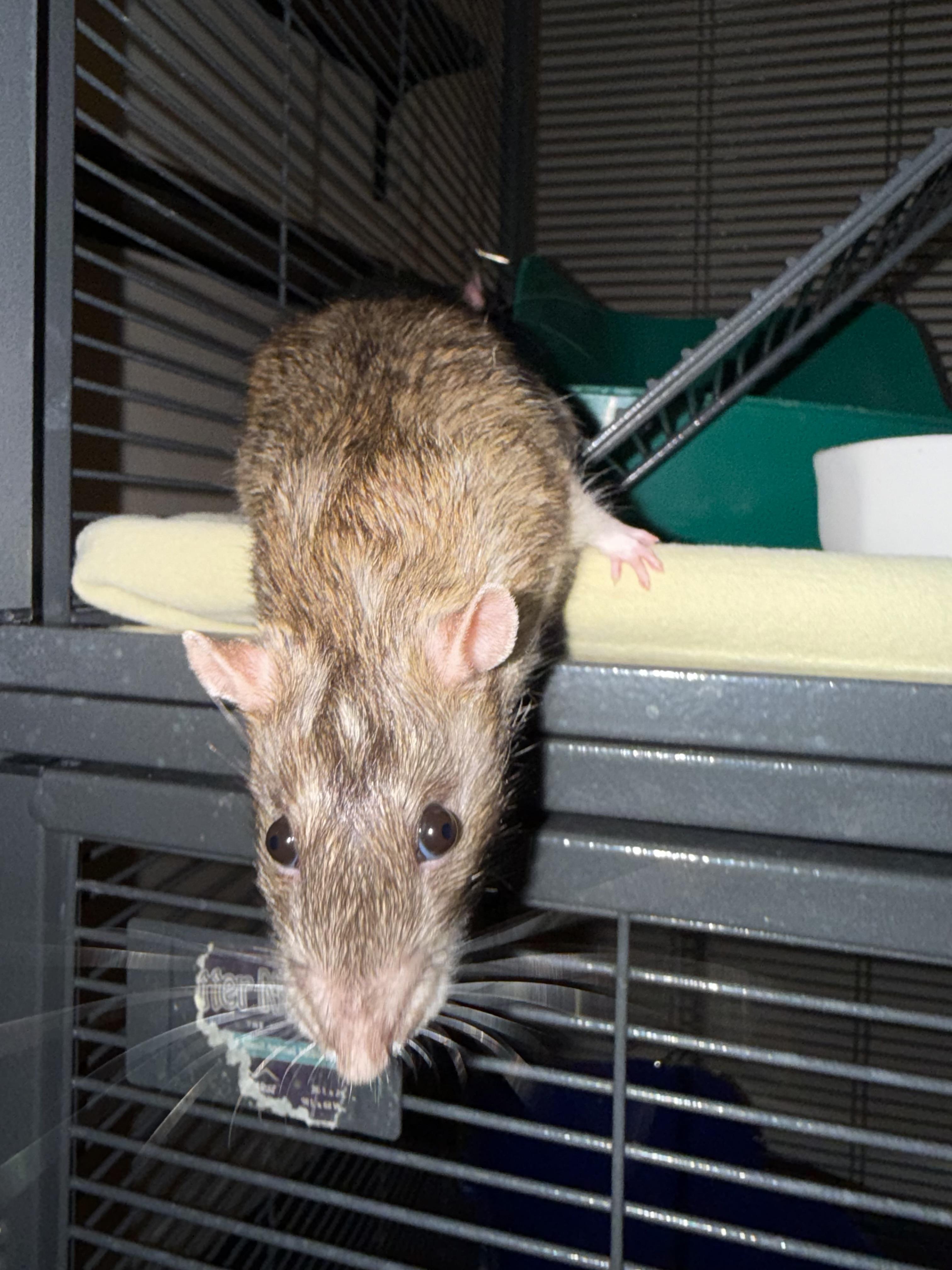 Barbossa and Sparrow, a ADOPTABLE Rat in Scottsdale, AZ image 3/4