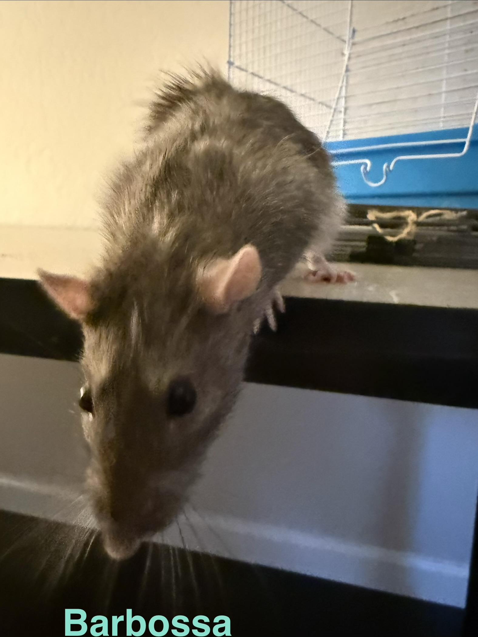 Pets for adoption from Any Rat Rescue | Petfinder
