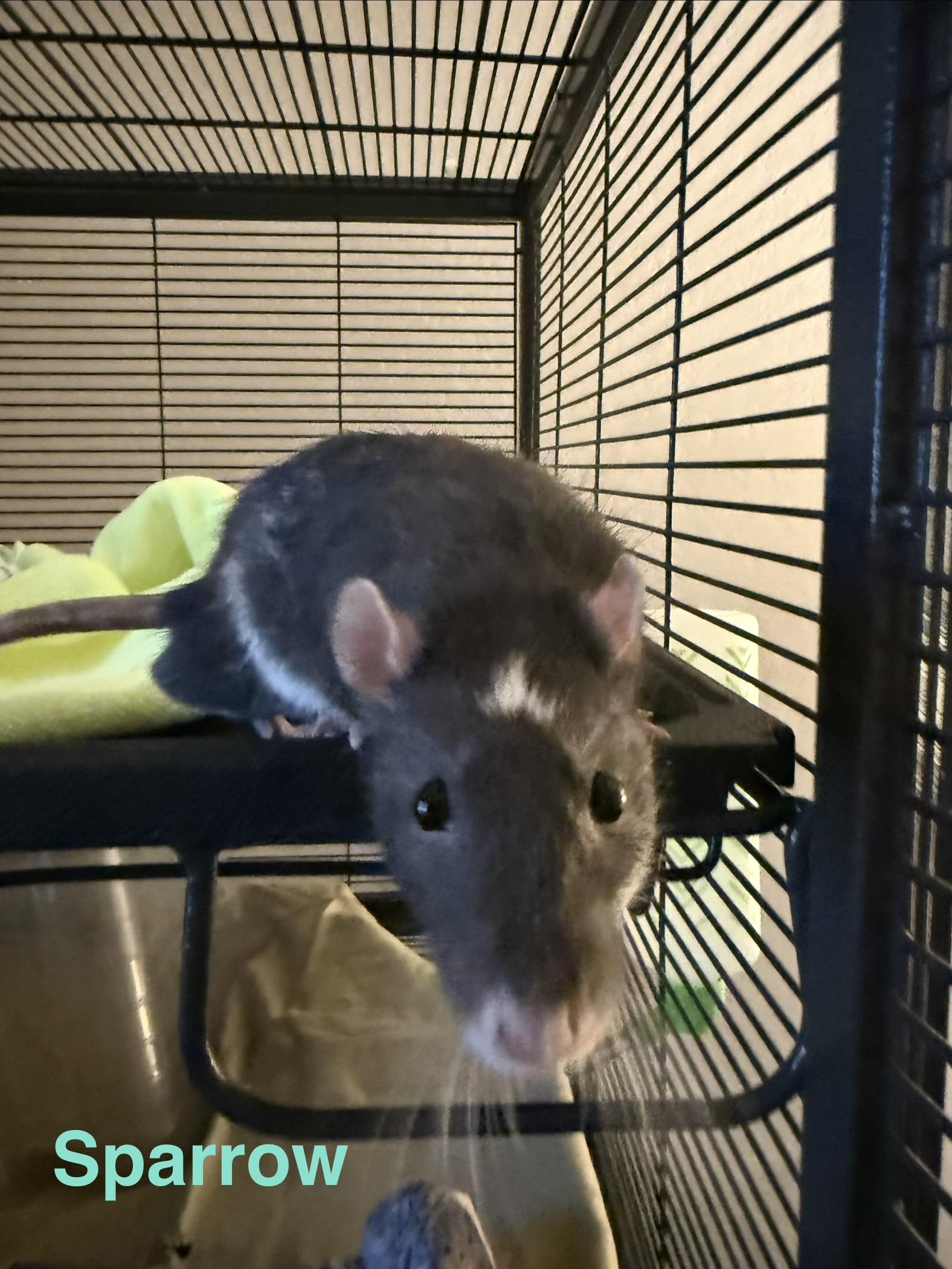 Barbossa and Sparrow, a ADOPTABLE Rat in Scottsdale, AZ image 2/4