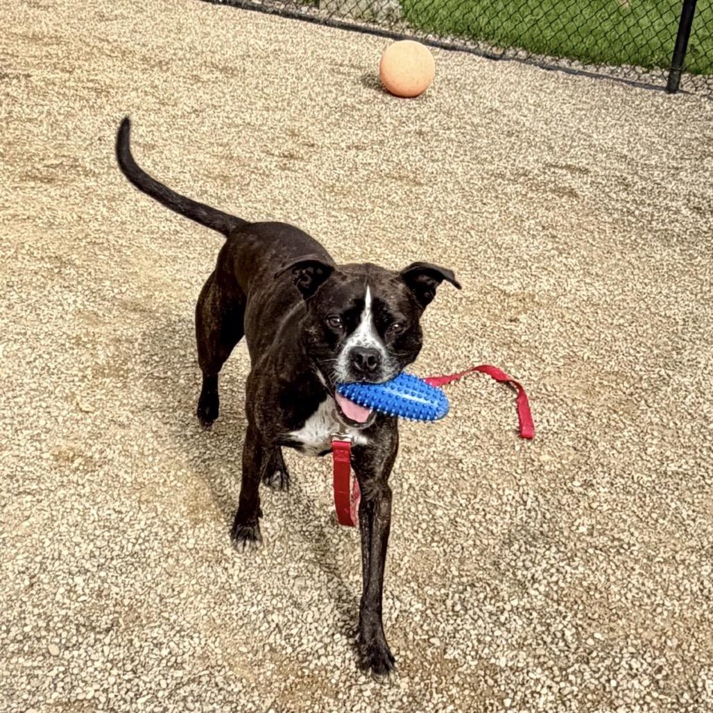Gage, Adoptable, Adult Male Boxer.