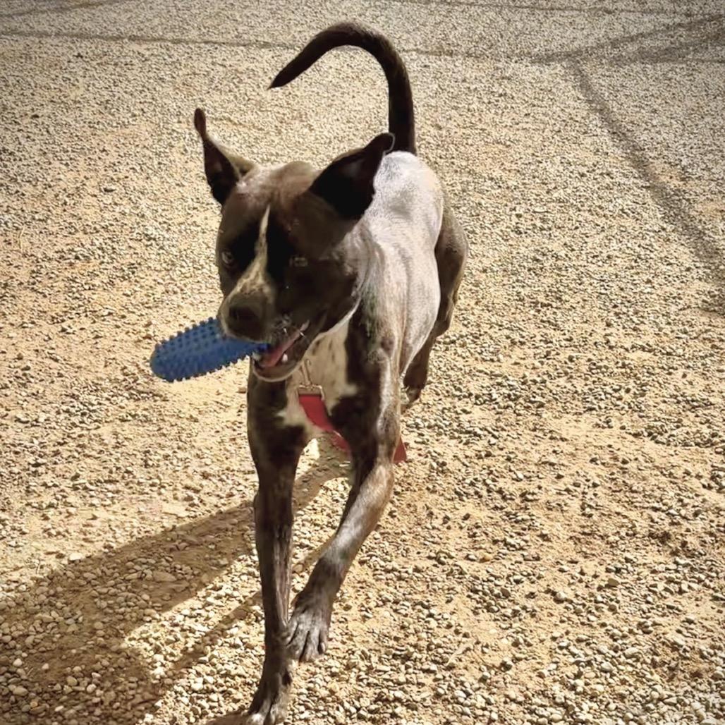 Enlarge Gage, a Adoptable Boxer in Columbia Station, OH image 2/6