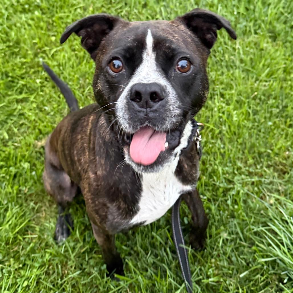 Enlarge Gage, a Adoptable Boxer in Columbia Station, OH image 3/6