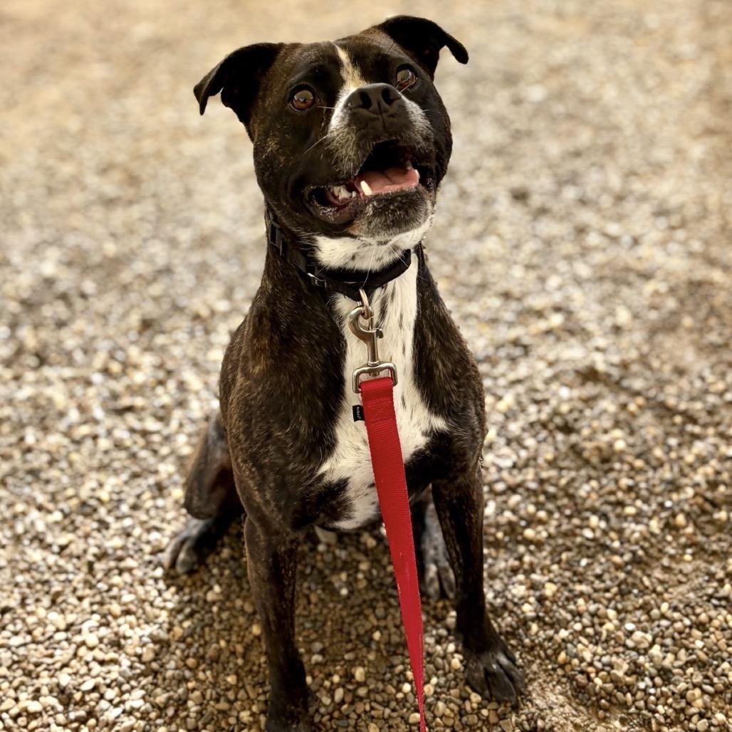 Enlarge Gage, a Adoptable Boxer in Columbia Station, OH image 4/6