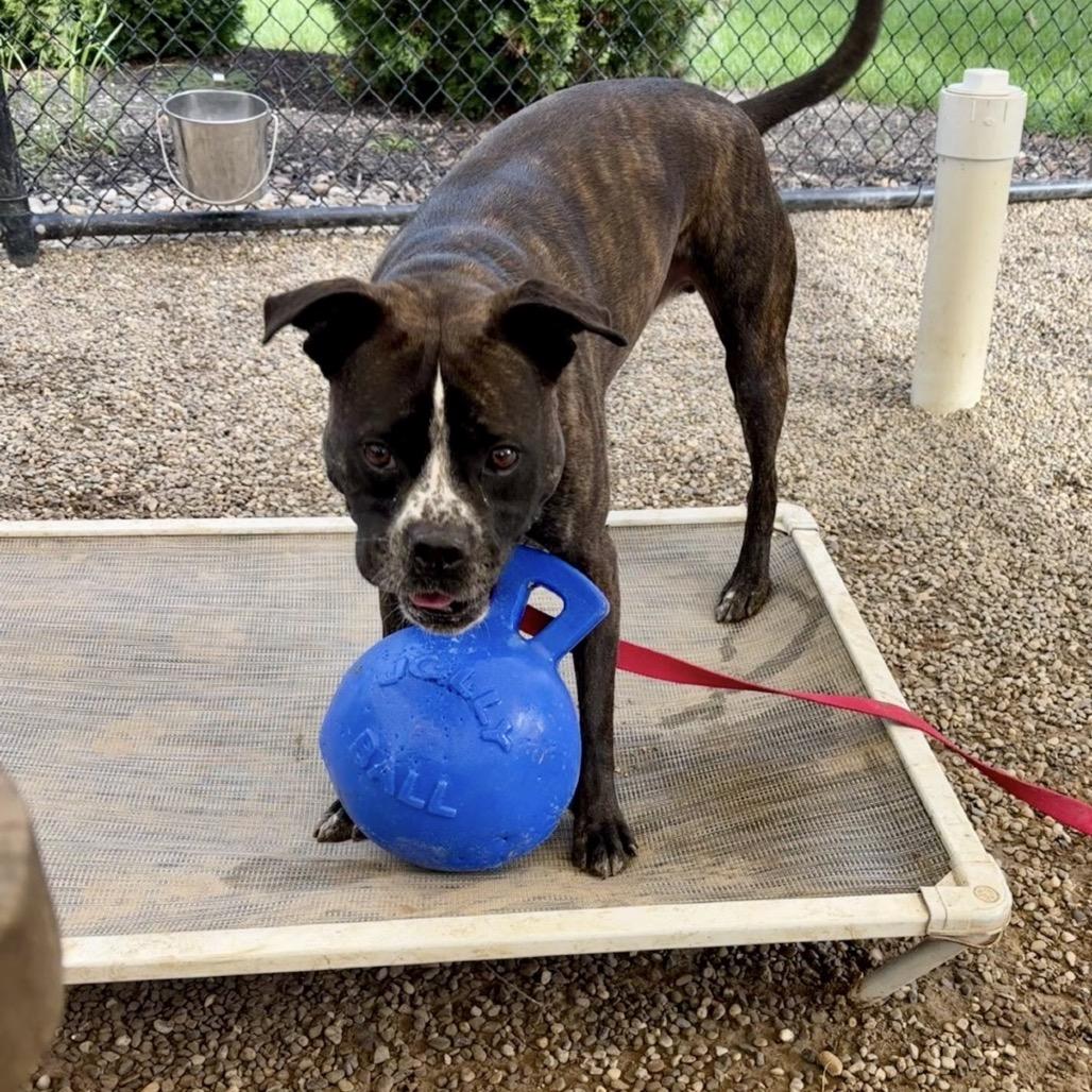 Enlarge Gage, a Adoptable Boxer in Columbia Station, OH image 5/6