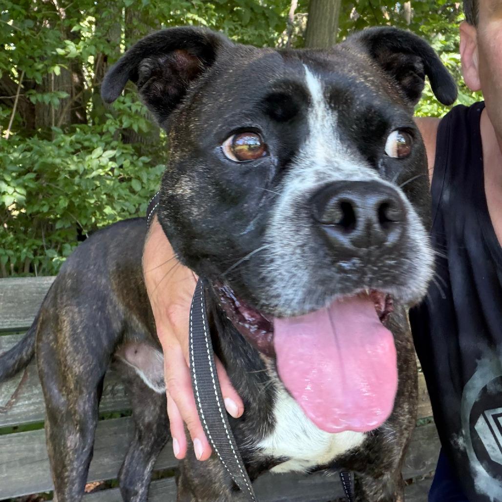 Enlarge Gage, a Adoptable Boxer in Columbia Station, OH image 6/6