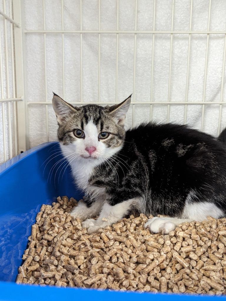 Enlarge Corruption (Langley kitten #69), a Adoptable mixed breed image 1/1