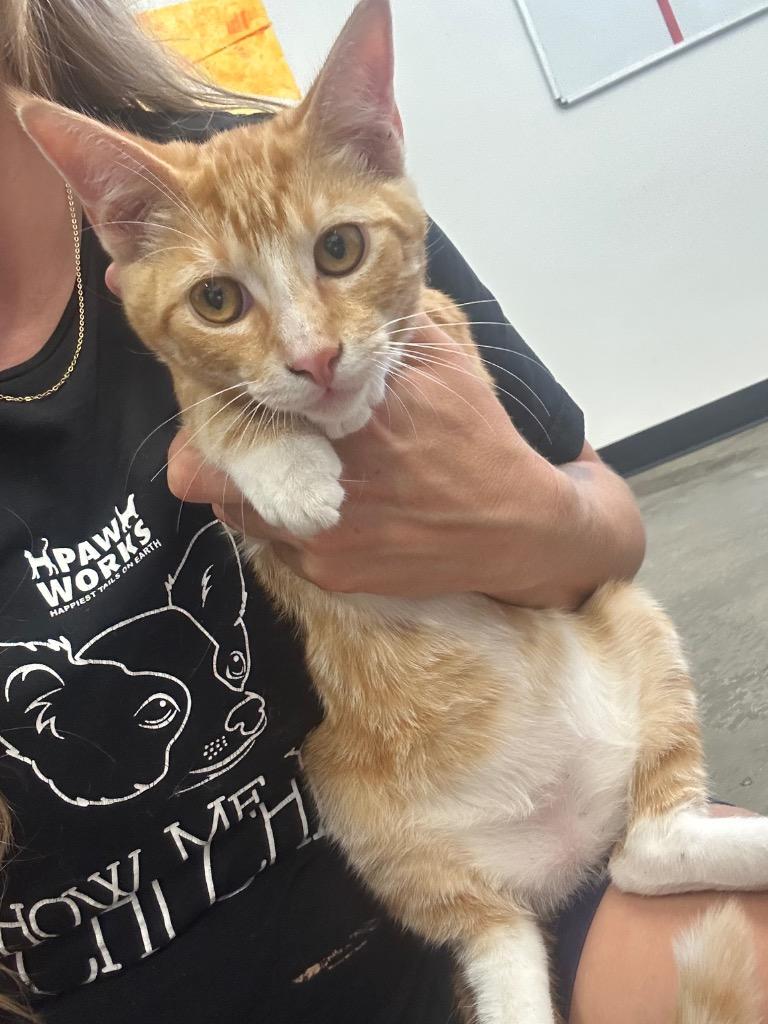 Wiley, Adoptable, Kitten Male Domestic Short Hair.