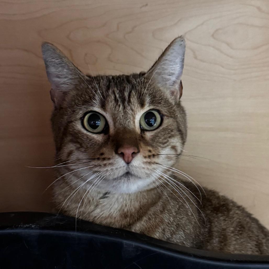 Enlarge Zara, a Adoptable Bengal in Brookfield, WI image 1/2