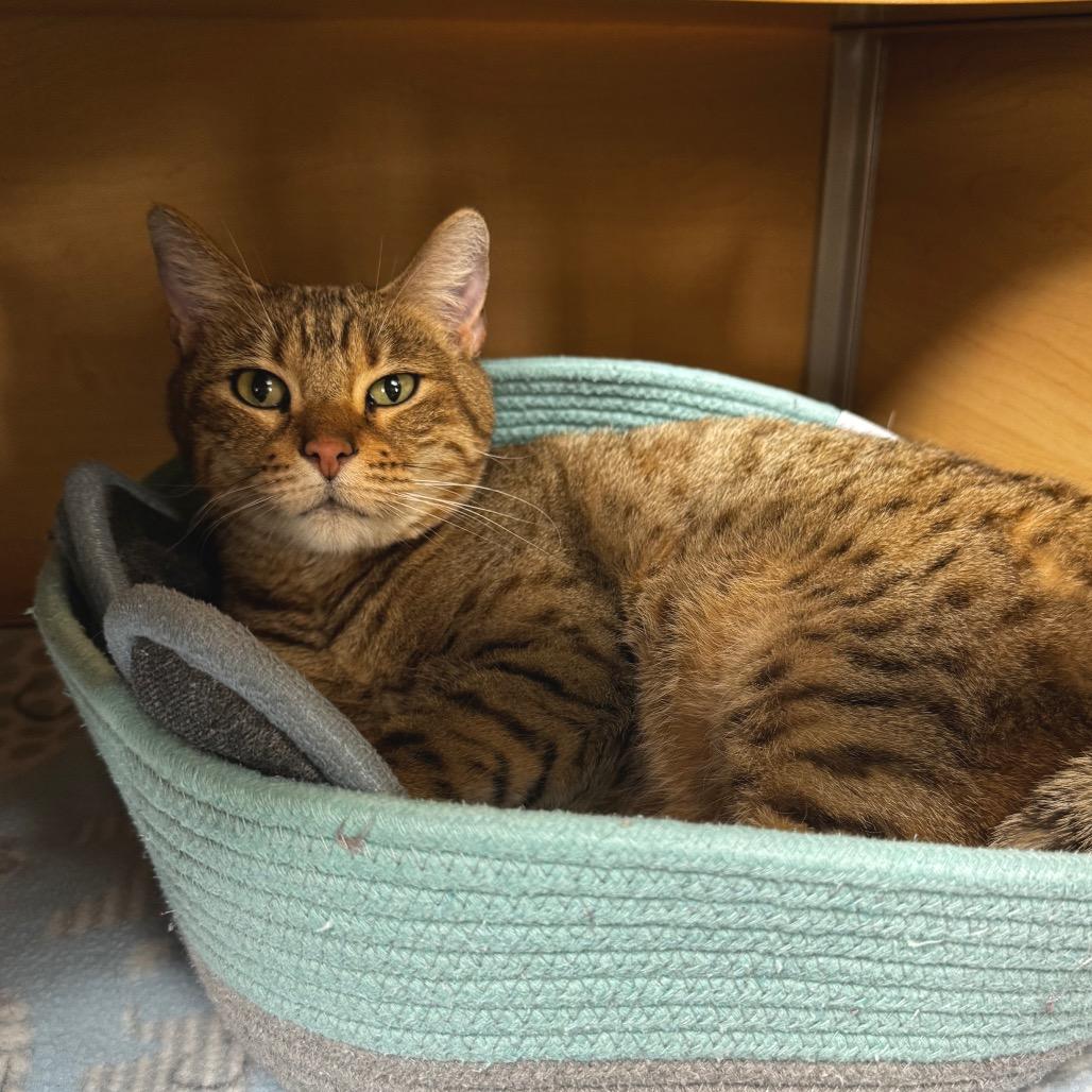 Enlarge Zara, a Adoptable Bengal in Brookfield, WI image 2/2