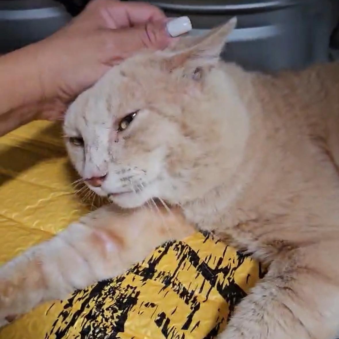 Enlarge Oro (Sweetest Ever, Big Purrs!), a Adopted mixed breed in Fort Pierce, FL image 5/5