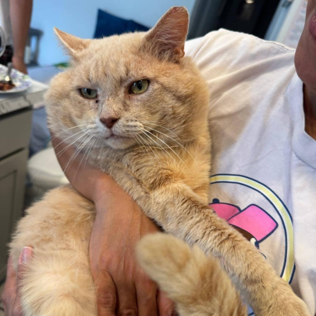 Enlarge Oro (Sweetest Ever, Big Purrs!), a Adopted mixed breed in Fort Pierce, FL image 3/5