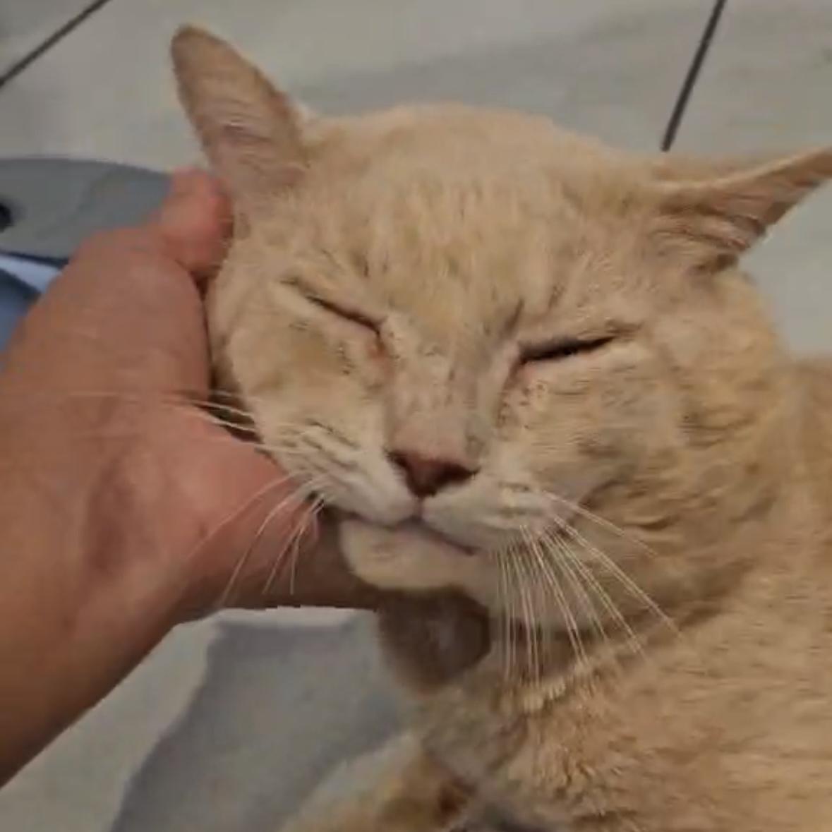 Oro (Sweetest Ever, Big Purrs!), Adopted, Adult Male Domestic Short Hair.