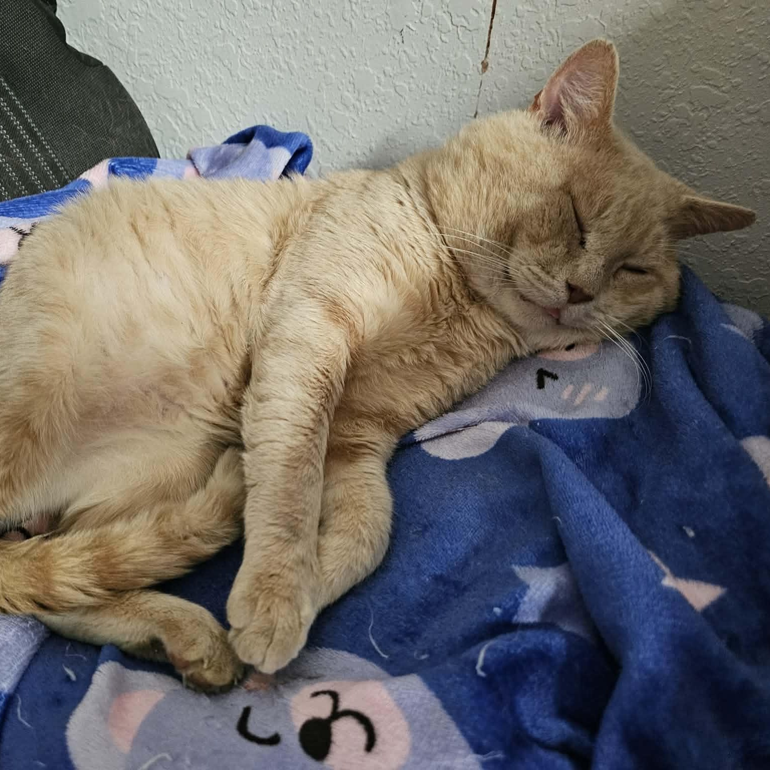 Enlarge Oro (Sweetest Ever, Big Purrs!), a Adopted mixed breed in Fort Pierce, FL image 2/5