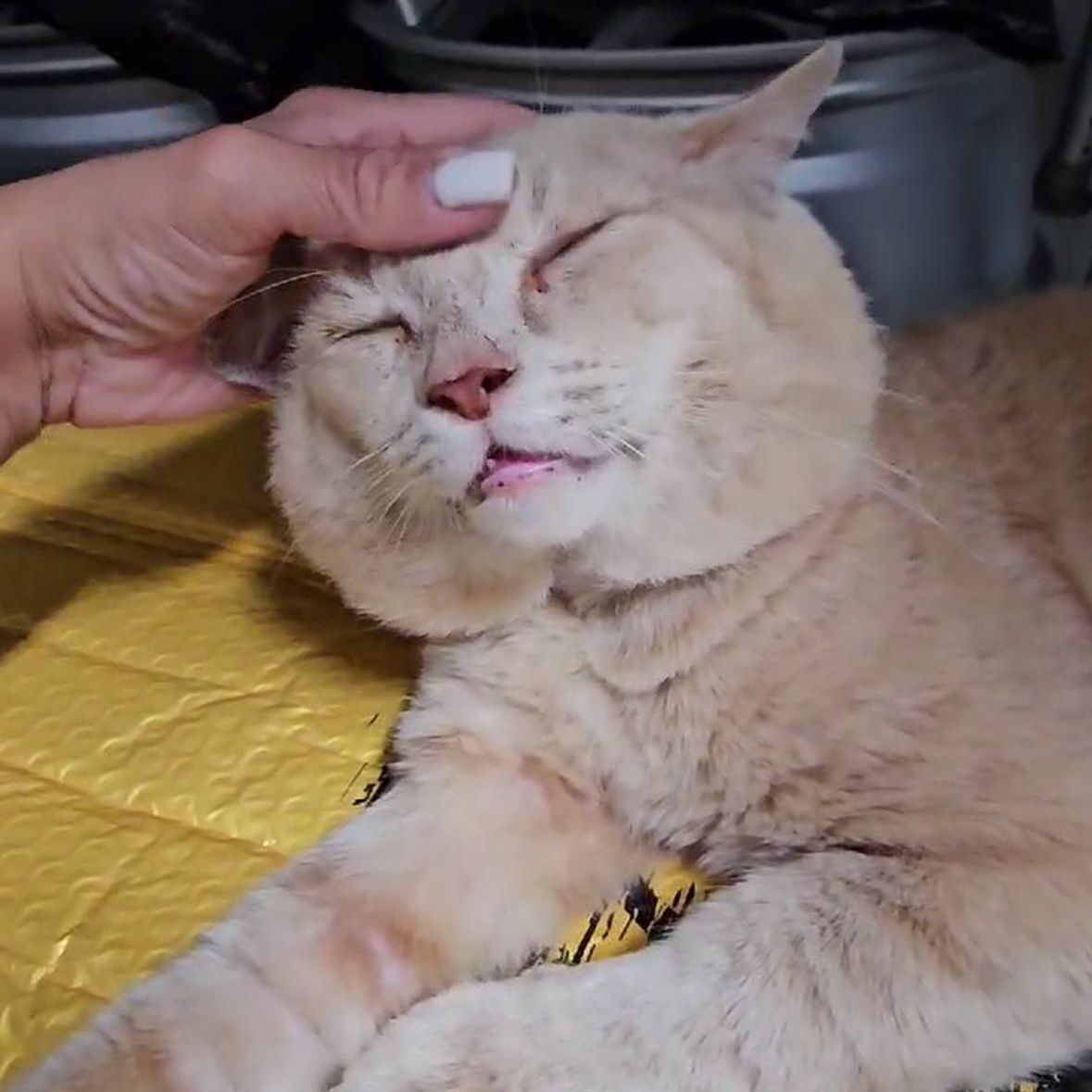 Enlarge Oro (Sweetest Ever, Big Purrs!), a Adopted mixed breed in Fort Pierce, FL image 4/5