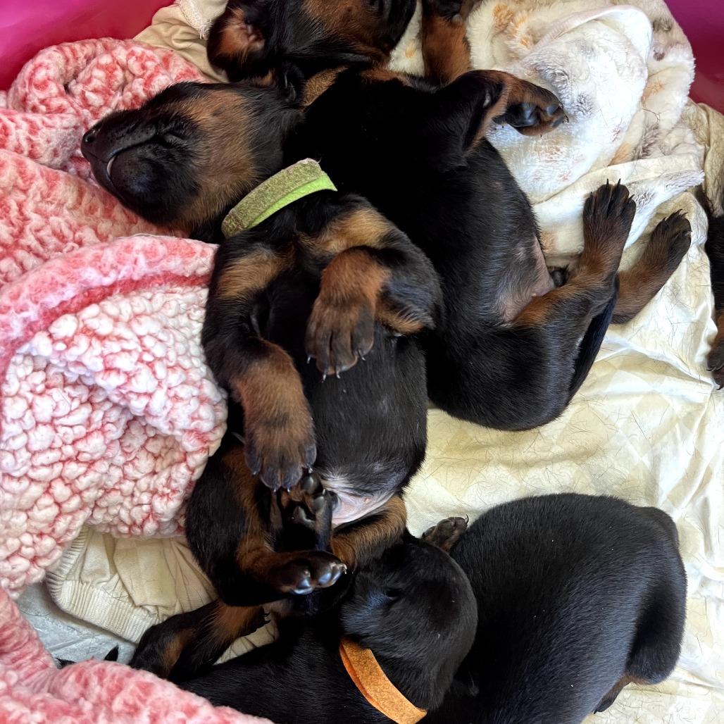 Logan, Adoptable, Puppy Male Doberman Pinscher.