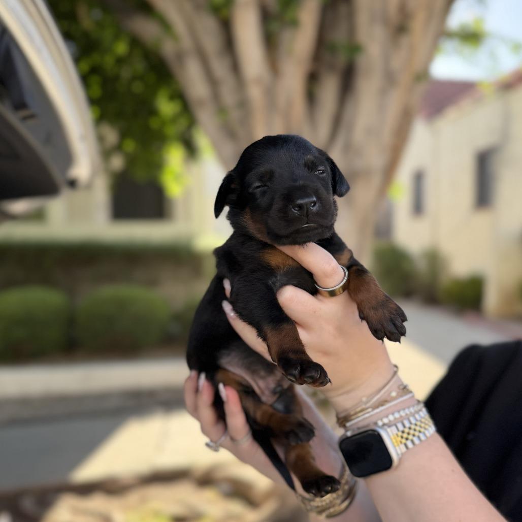 Logan, a Adoptable Doberman Pinscher in Studio City, CA image 2/3
