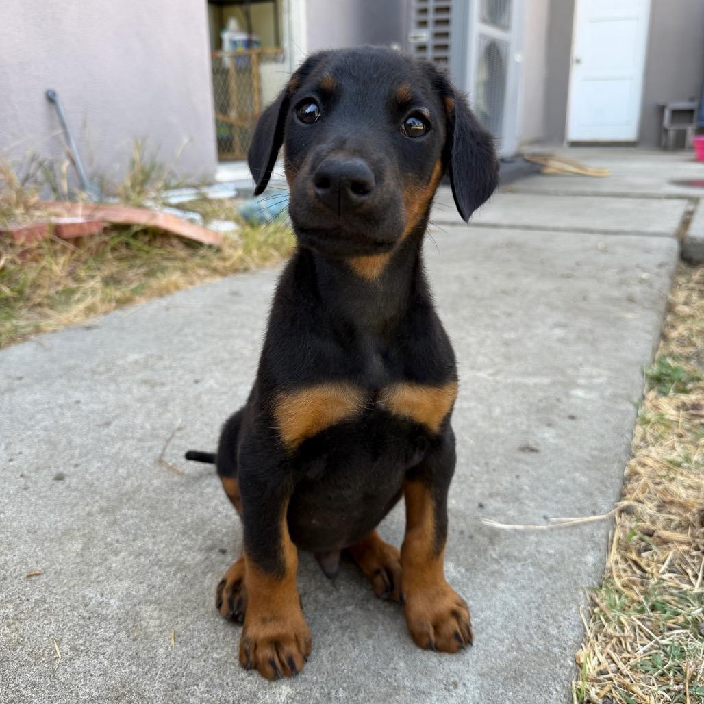 Logan, a Adoptable Doberman Pinscher in Studio City, CA image 3/3