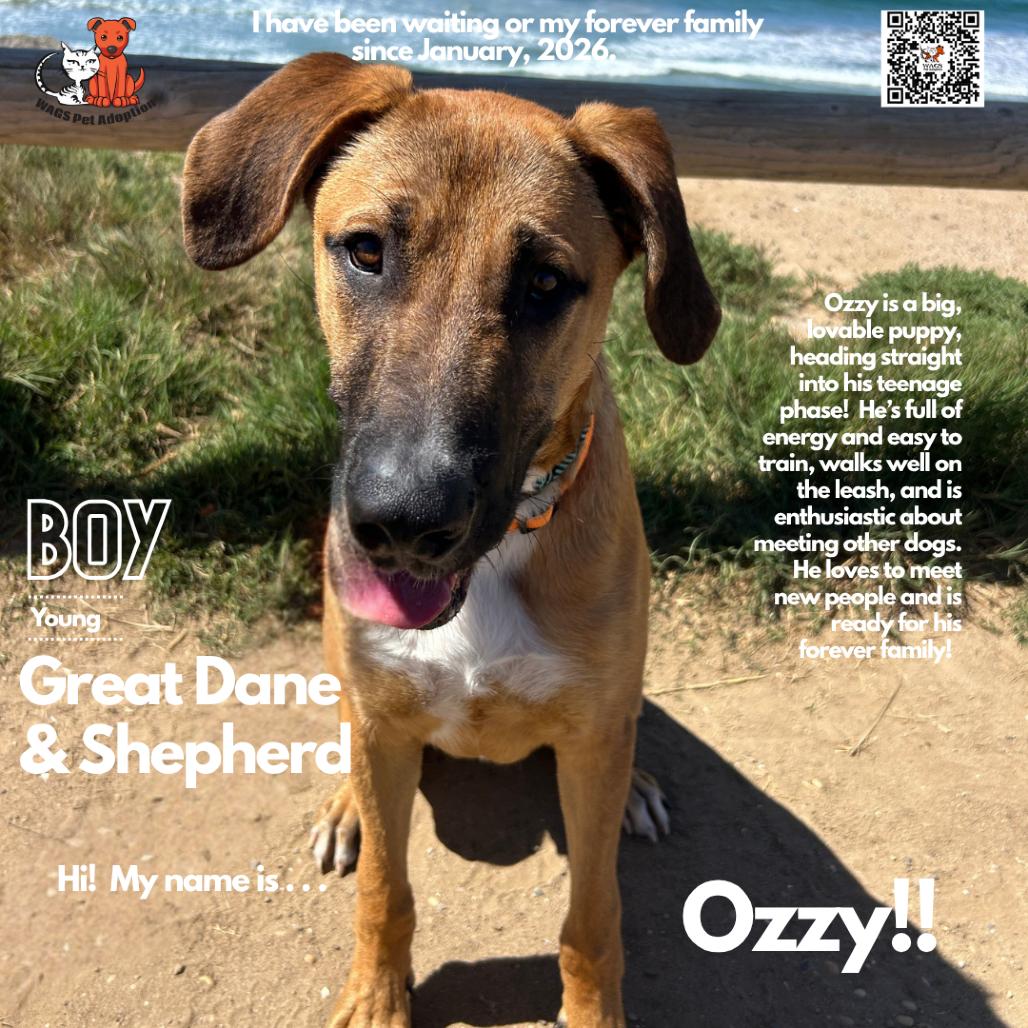 Ozzy, Adoptable, Young Male Great Dane & Shepherd.