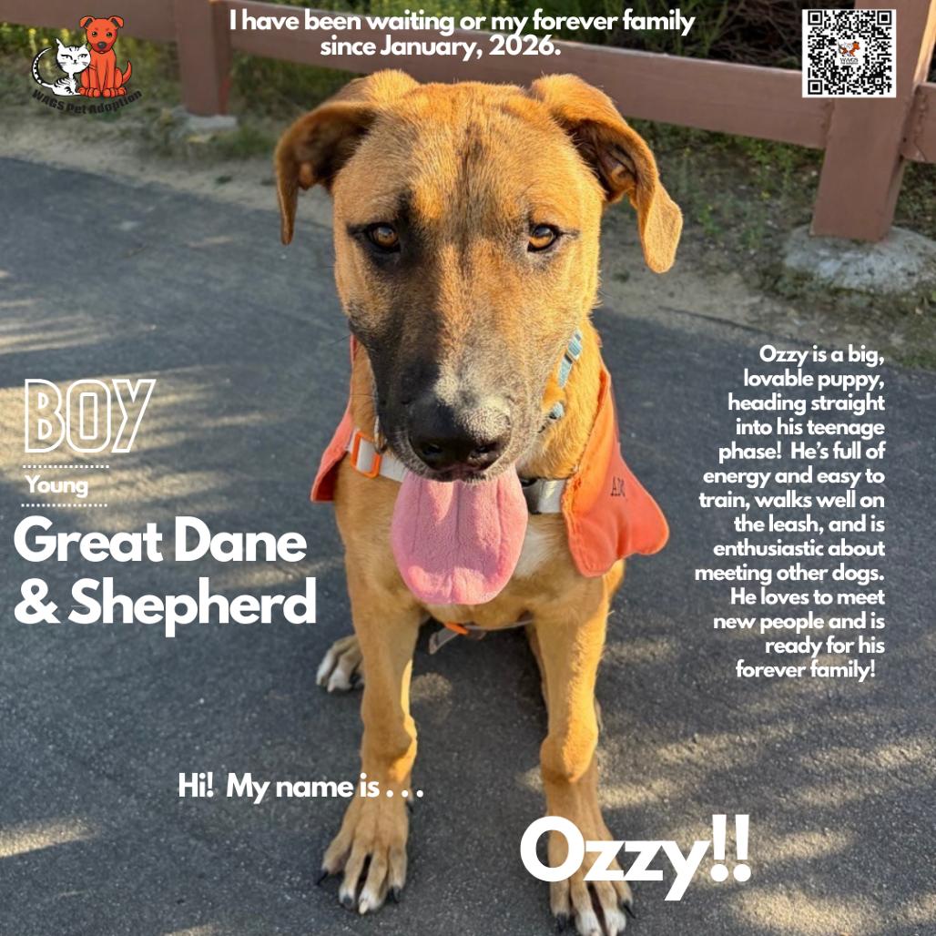Enlarge Ozzy, a Adoptable mixed breed in Westminster, CA image 3/4
