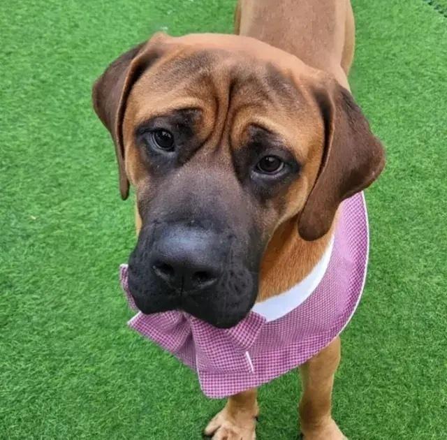 Enlarge Shine, a Adopted Tosa Inu in Long Island City, NY image 1/2