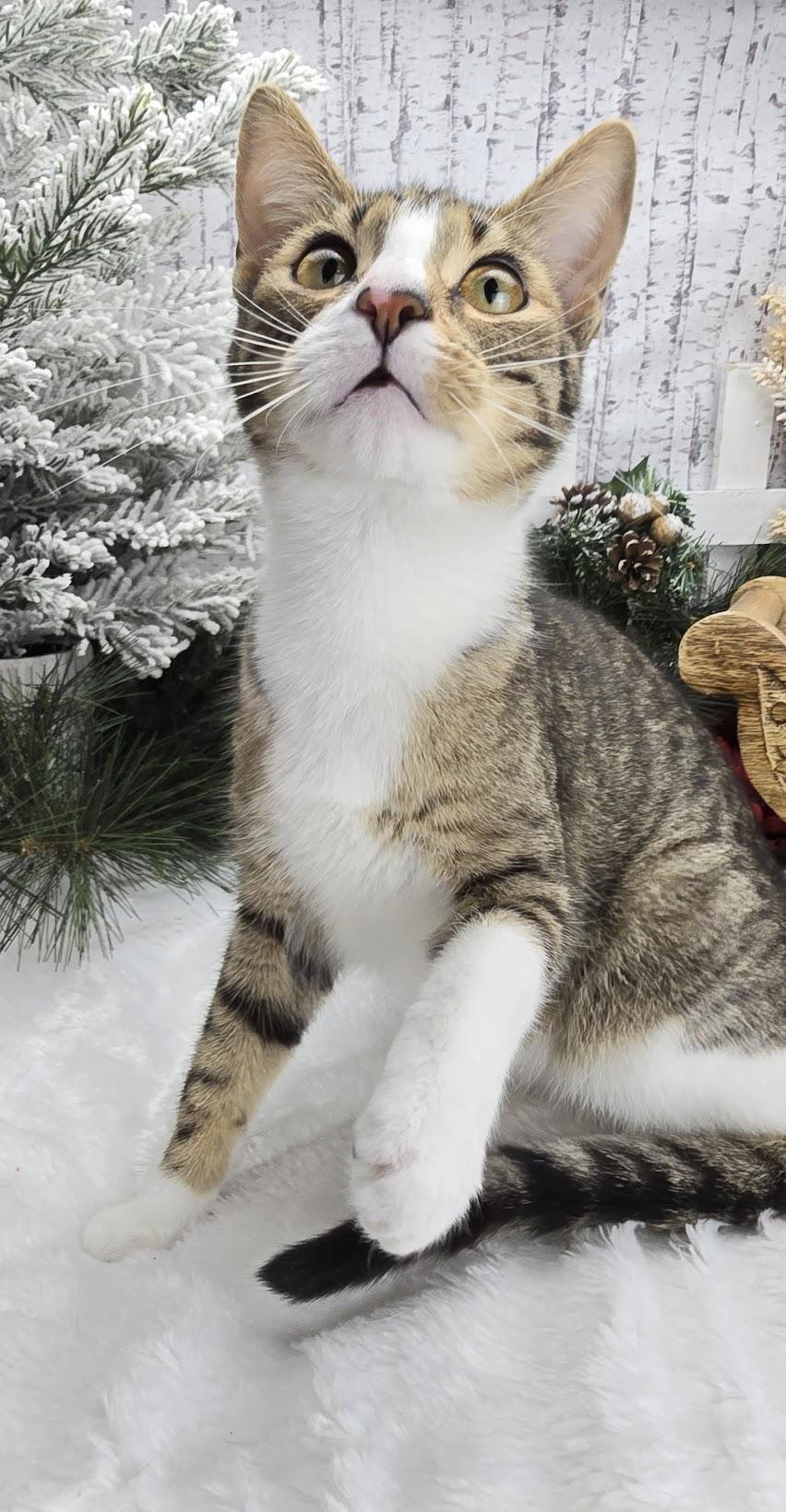 Beignet - Pro Bed Supervisor!, a Adoptable Domestic Short Hair in Ocean Springs, MS image 1/6