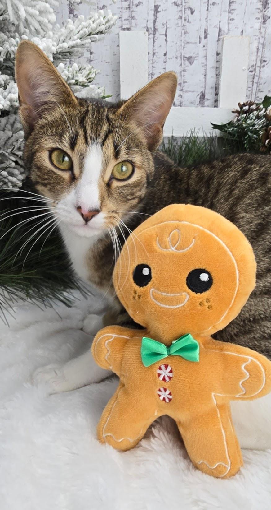 Beignet - Pro Bed Supervisor!, a Adoptable Domestic Short Hair in Ocean Springs, MS image 5/6