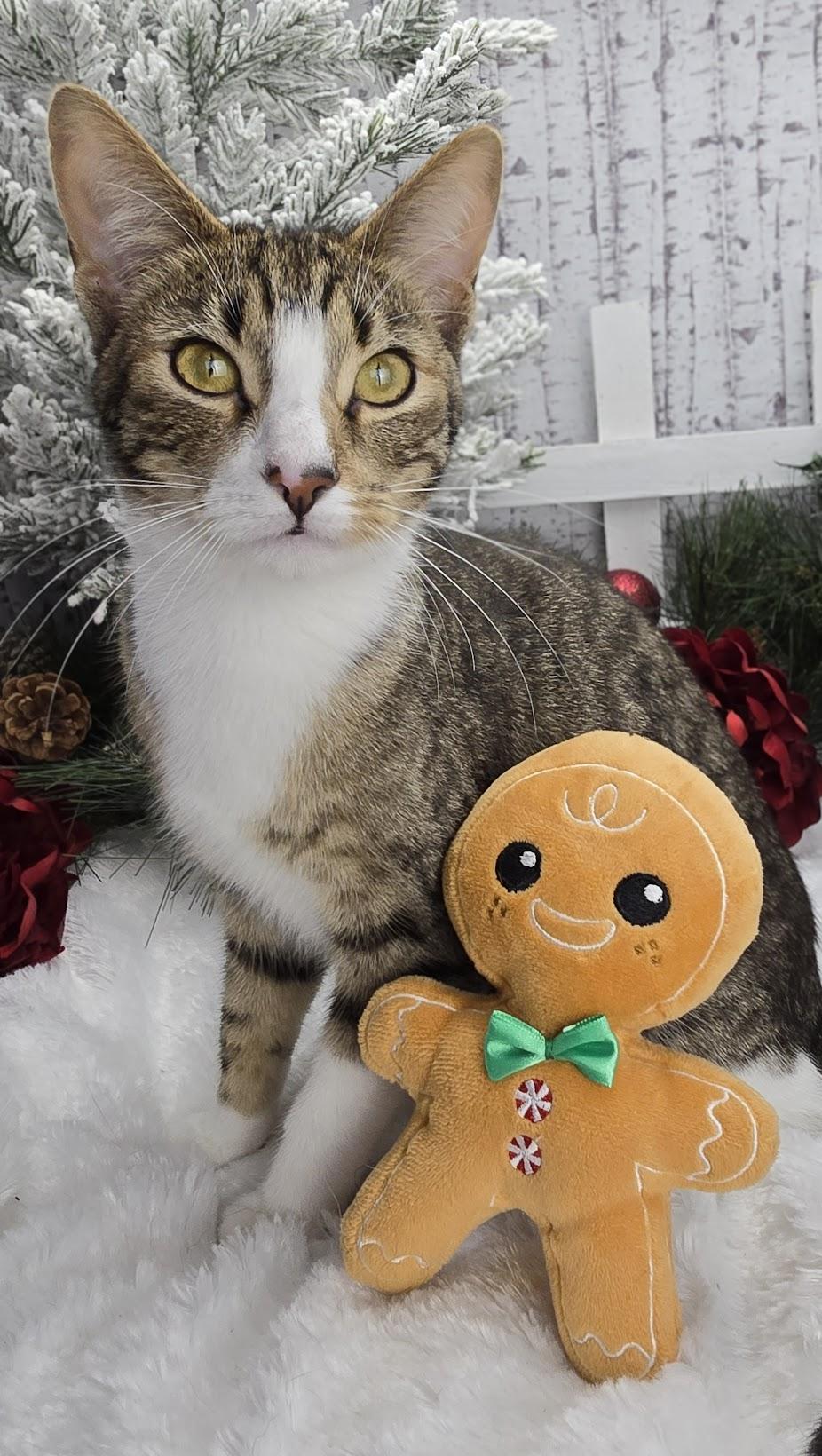 Beignet - Pro Bed Supervisor!, a Adoptable Domestic Short Hair in Ocean Springs, MS image 4/6