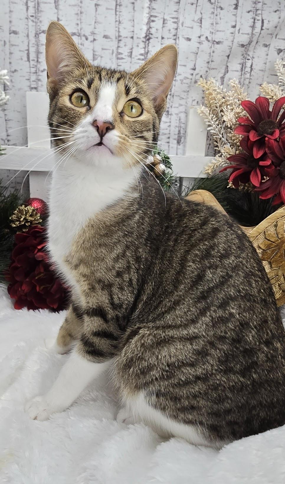 Beignet - Pro Bed Supervisor!, a Adoptable Domestic Short Hair in Ocean Springs, MS image 3/6