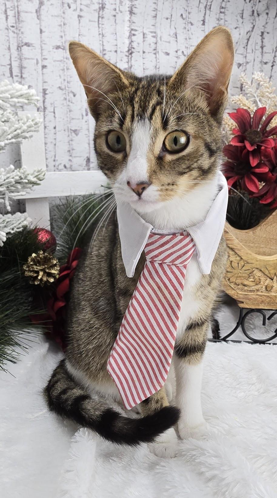 Beignet - Pro Bed Supervisor!, a Adoptable Domestic Short Hair in Ocean Springs, MS image 2/6