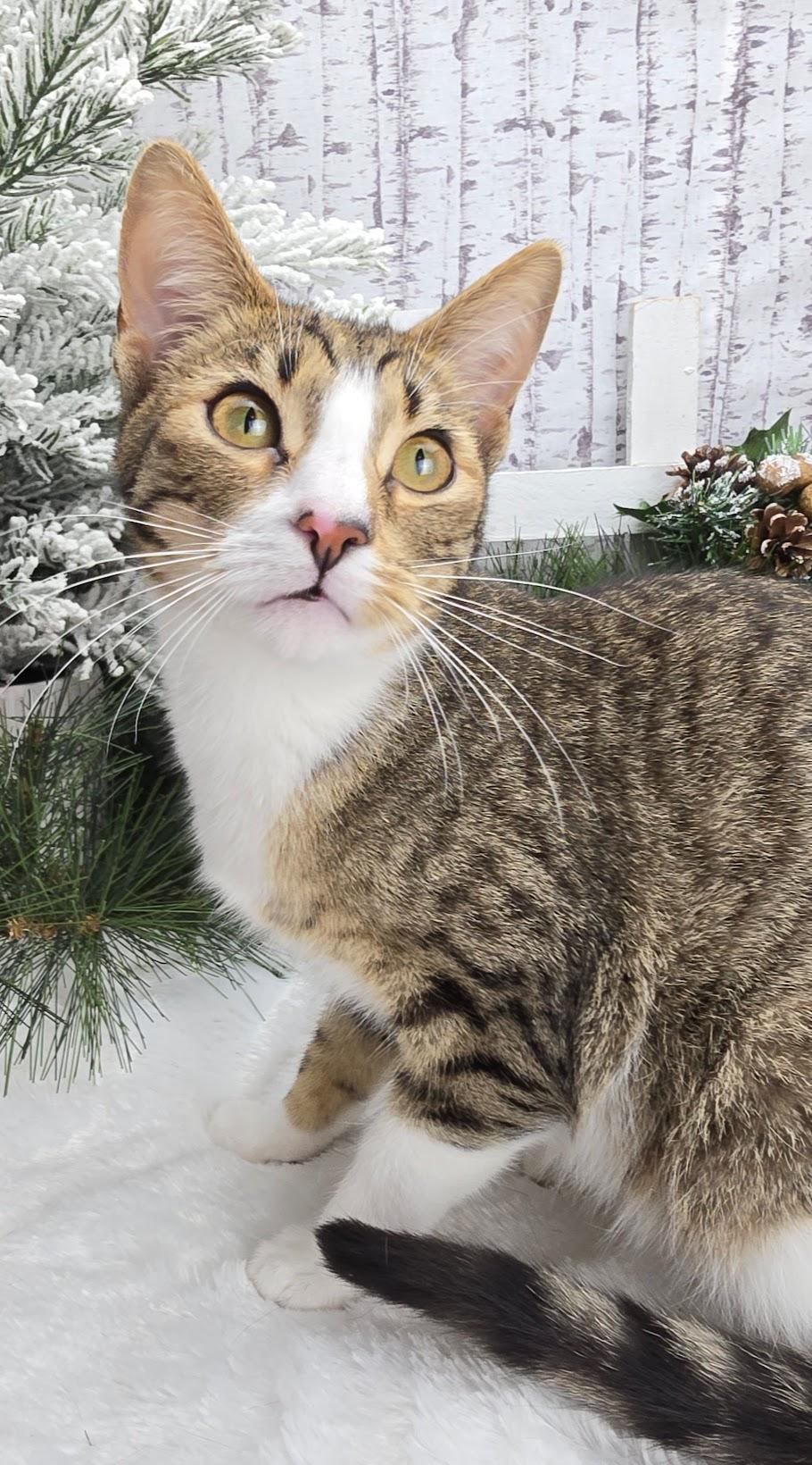 Beignet - Pro Bed Supervisor!, a Adoptable Domestic Short Hair in Ocean Springs, MS image 6/6